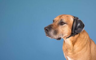 muttmuffs_HUND-1